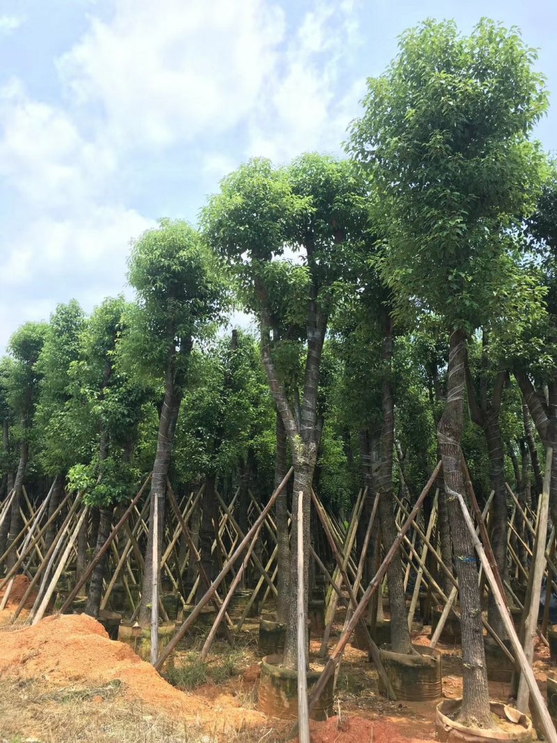 香樟树（广东普宁香樟树供应商）（广东普宁香樟批发商）