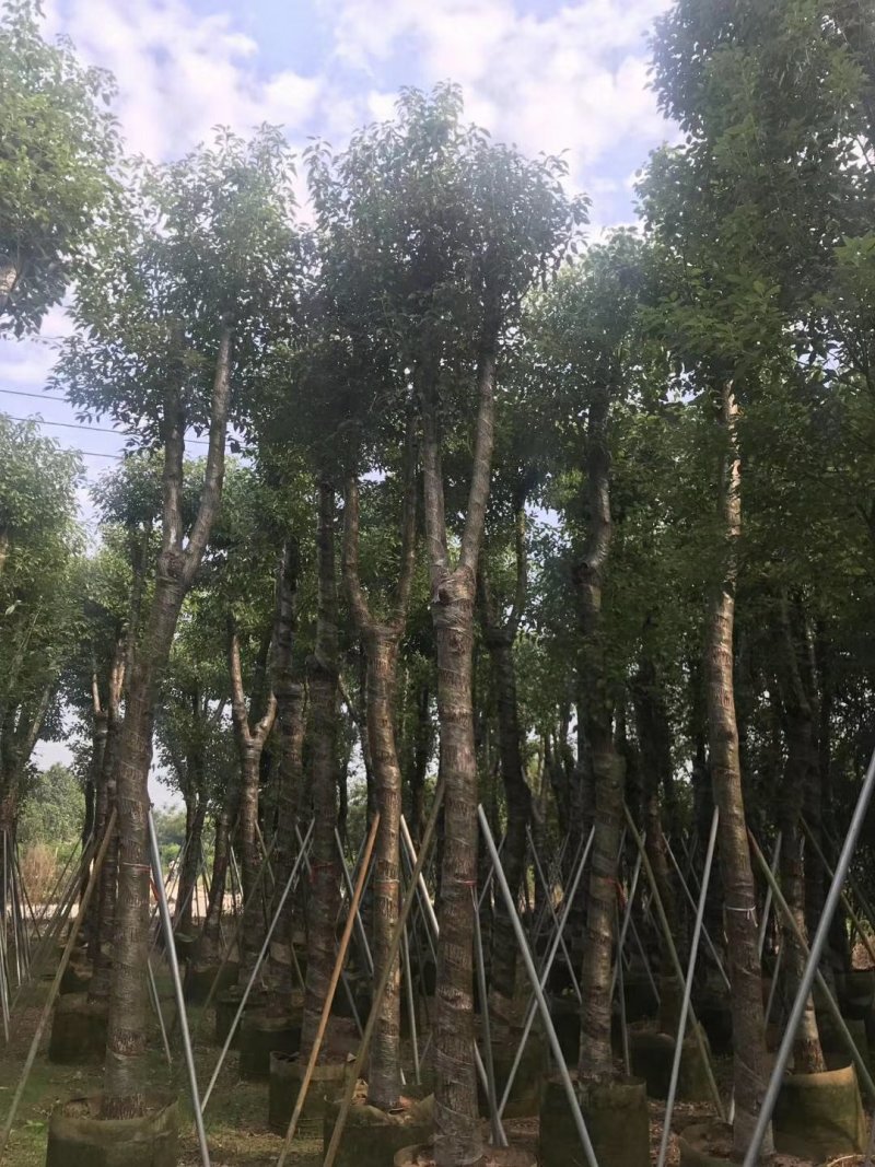 香樟树（广东普宁香樟树供应商）（广东普宁香樟批发商）