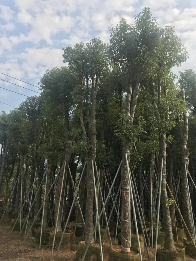 香樟树（广东普宁香樟树供应商）（广东普宁香樟批发商）