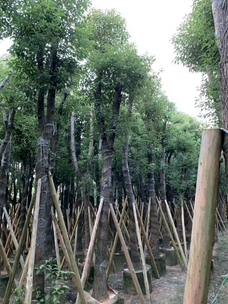 香樟树（广东普宁香樟树供应商）（广东普宁香樟树批发商）