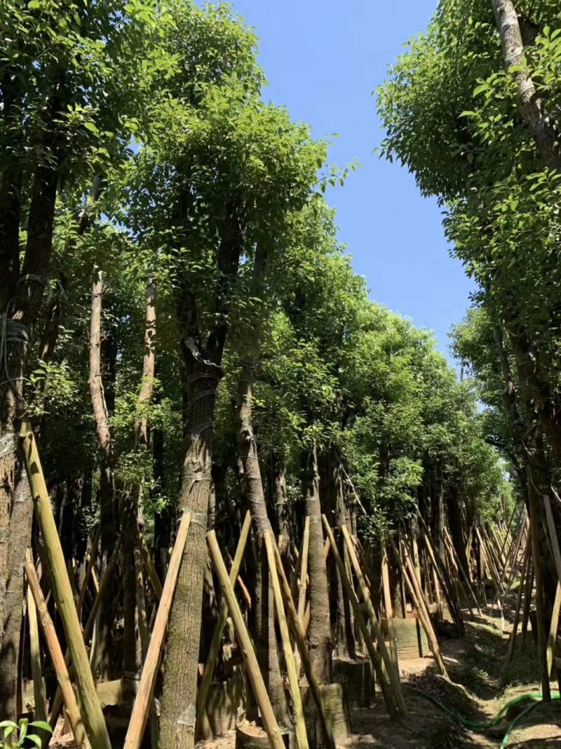 香樟树（广东普宁香樟树供应商）（广东普宁香樟树批发商）