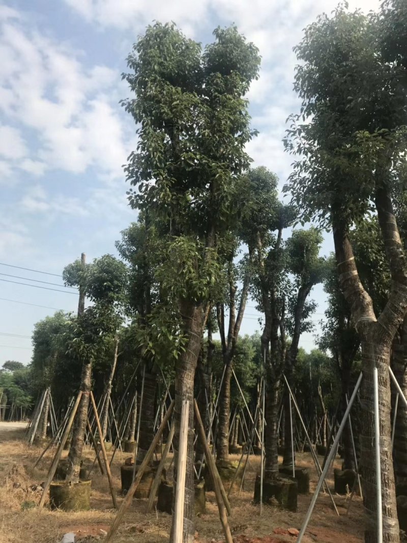香樟树（广东普宁香樟树供应商）（广东普宁香樟树批发商）