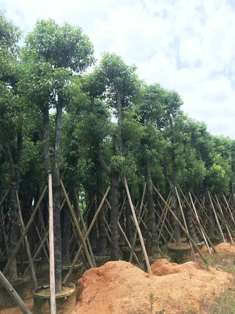 香樟树（广东普宁香樟树供应商）（广东普宁香樟树批发商）