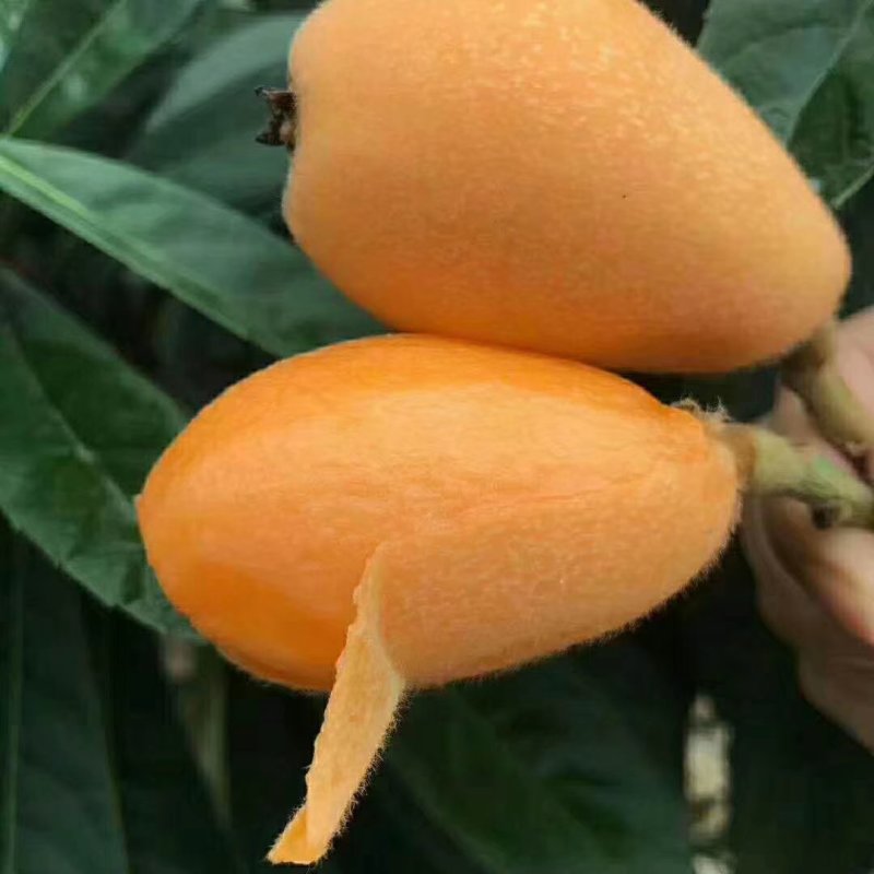云霄枇杷