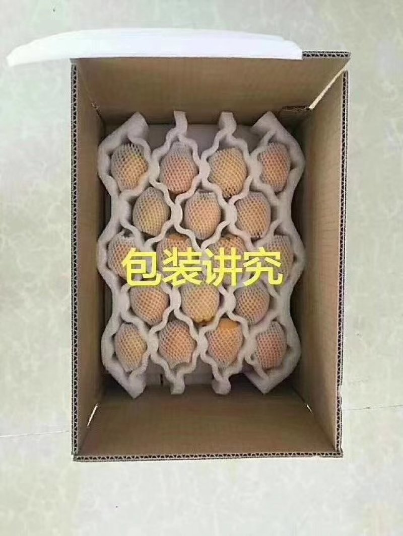 云霄枇杷