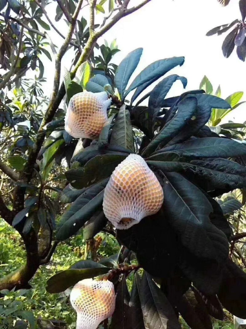 云霄枇杷