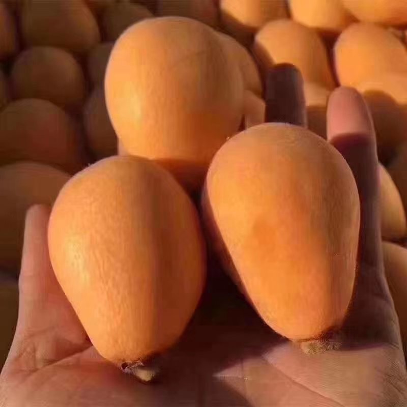 云霄枇杷