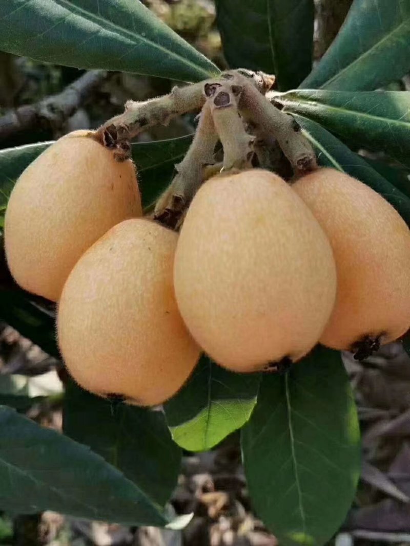 云霄枇杷
