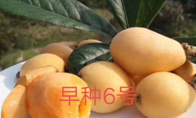云霄枇杷