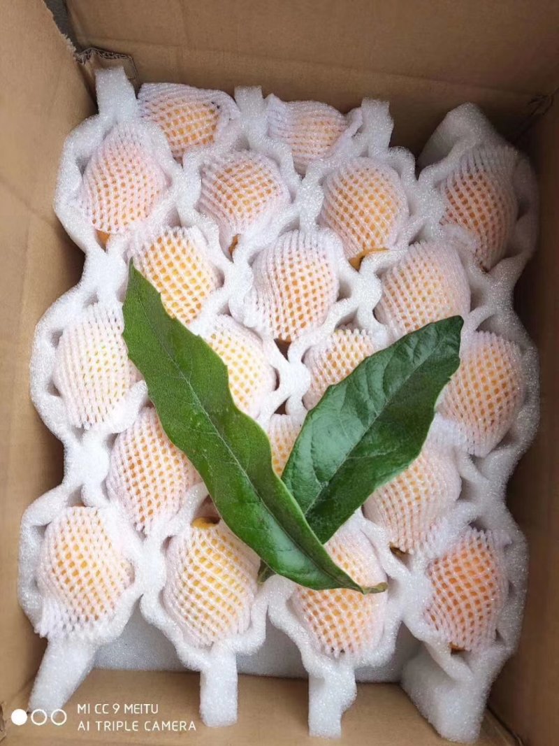 云霄枇杷
