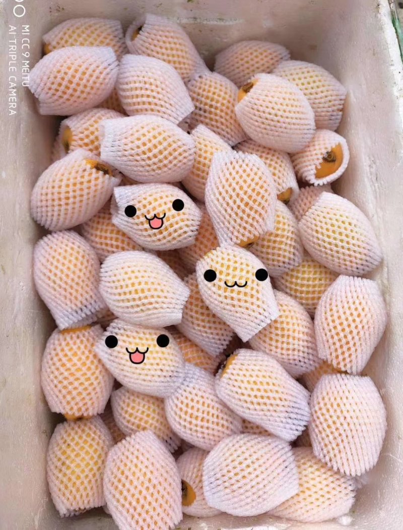 云霄枇杷
