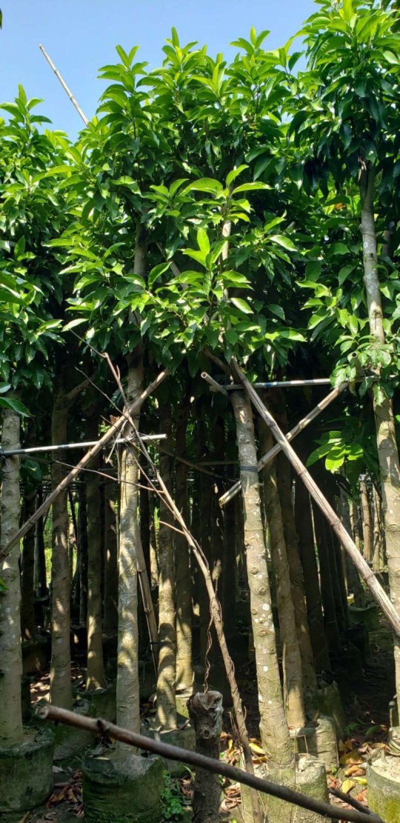 白玉兰（广东普宁白玉兰供应商）（广东普宁白玉兰批发商）