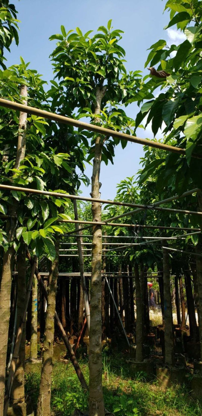 白玉兰（广东普宁白玉兰供应商）（广东普宁白玉兰批发商）