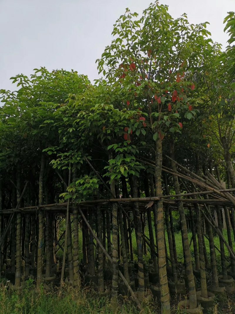 秋枫（广东普宁秋枫树供应商）（广东普宁秋枫树批发商）