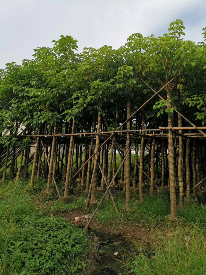 秋枫（广东普宁秋枫树供应商）（广东普宁秋枫树批发商）