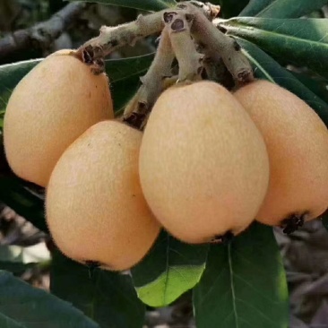 枇杷膏