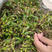 石橄榄，石仙挑长期大量收购单叶小果单叶中小果，中果