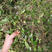 石橄榄，石仙挑长期大量收购单叶小果单叶中小果，中果