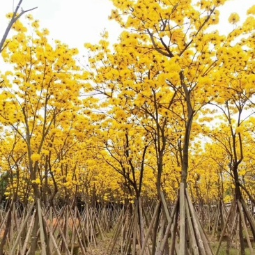 黄花风铃木(广东普宁黄花风铃木供应商)(黄花风铃木批发)