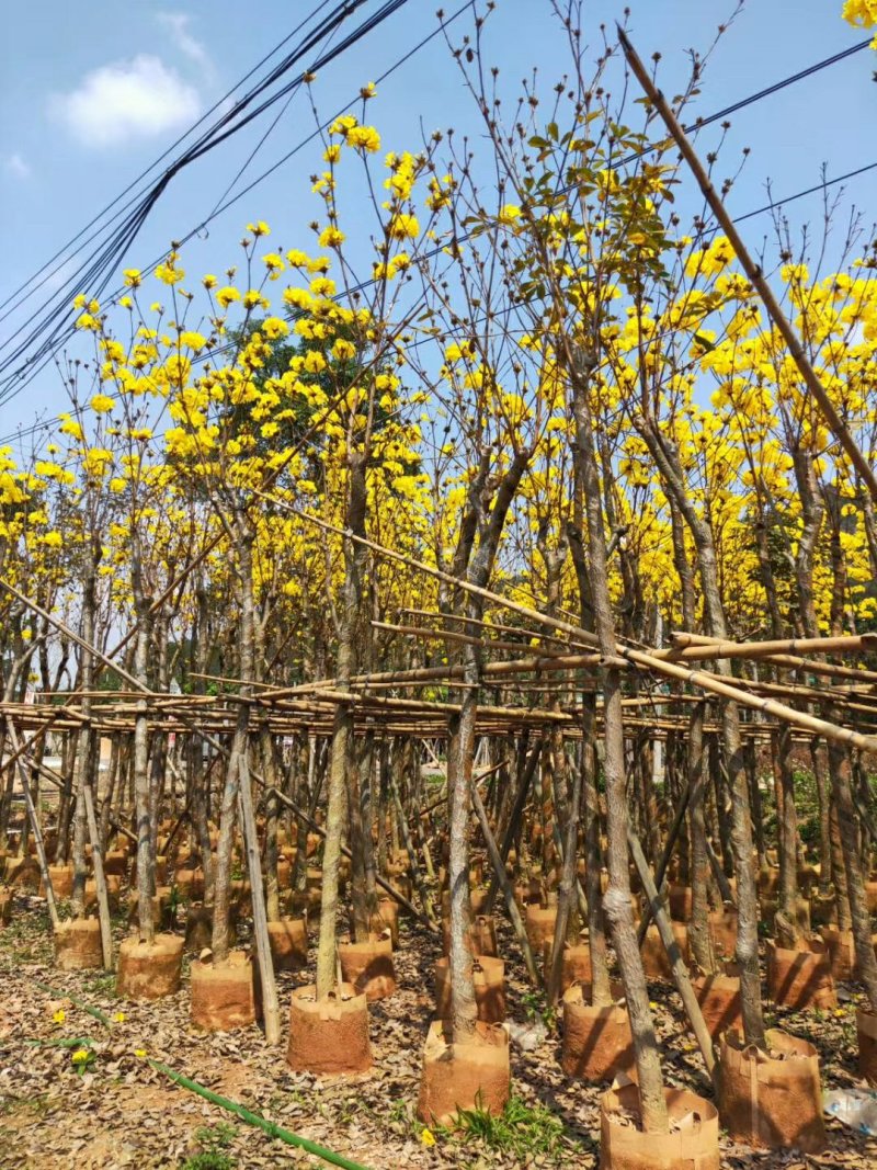 黄花风铃木（广东普宁黄花风铃木供应商）（黄花风铃木批发）