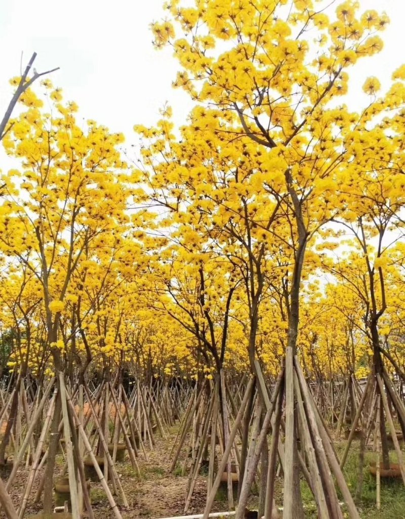 黄花风铃木（广东普宁黄花风铃木供应商）（黄花风铃木批发）