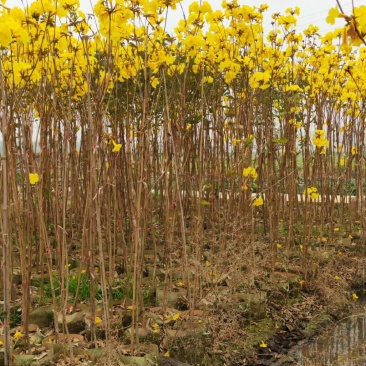 黄花风铃木(广东普宁黄花风铃木供应商)(黄花风铃木批发)