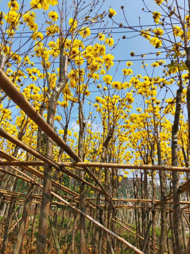 黄花风铃木（广东普宁黄花风铃木供应商）（黄花风铃木批发）