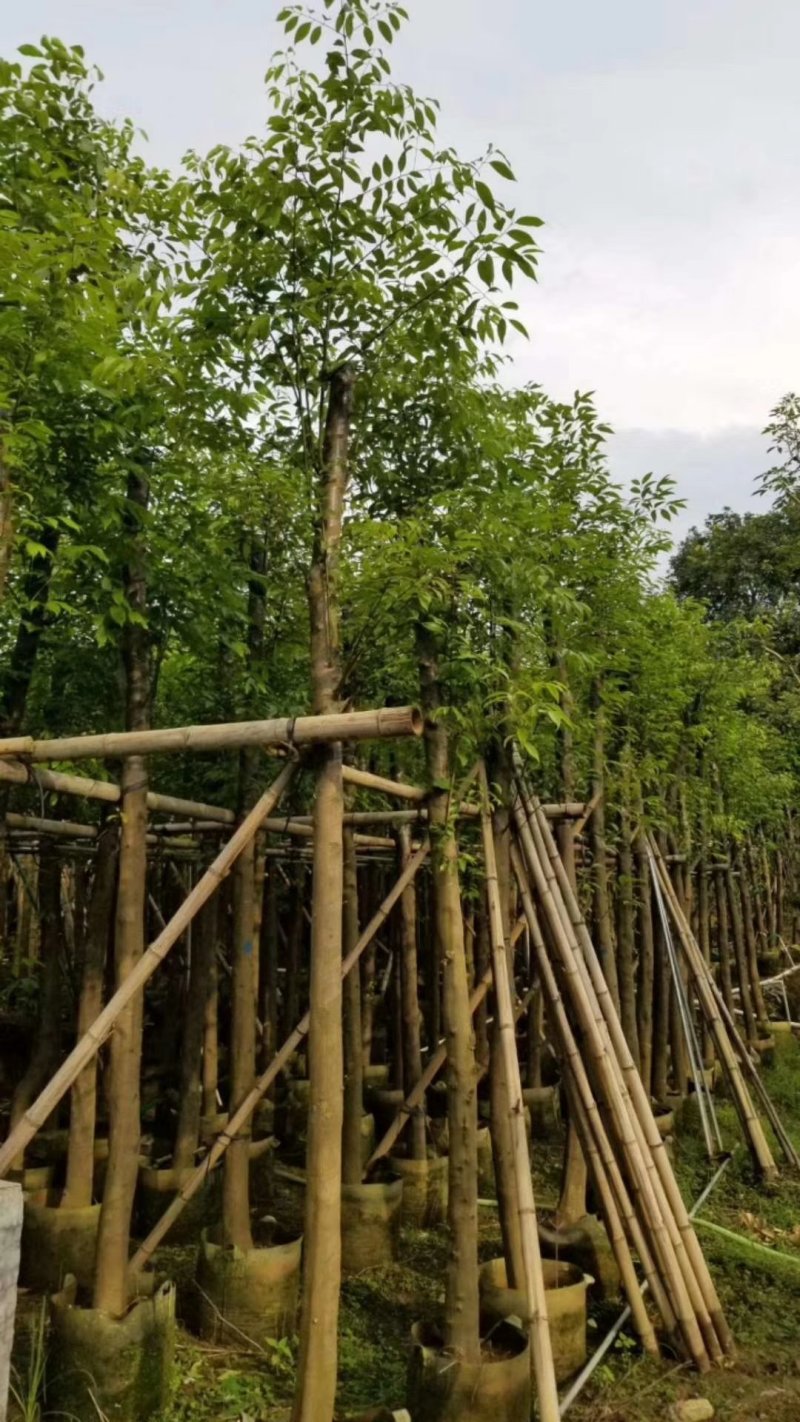 天竺桂（阴香）（广东阴香供应商）（广东阴香树批发商）
