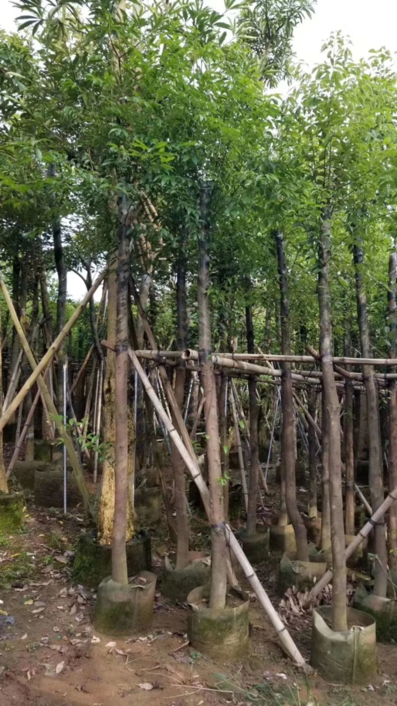 天竺桂（阴香）（广东阴香供应商）（广东阴香树批发商）
