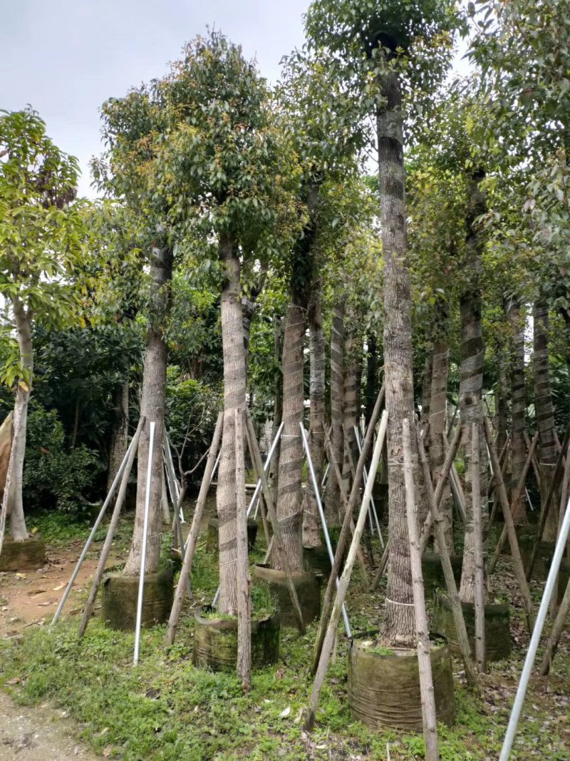 天竺桂（阴香）（广东阴香供应商）（广东阴香树批发商）