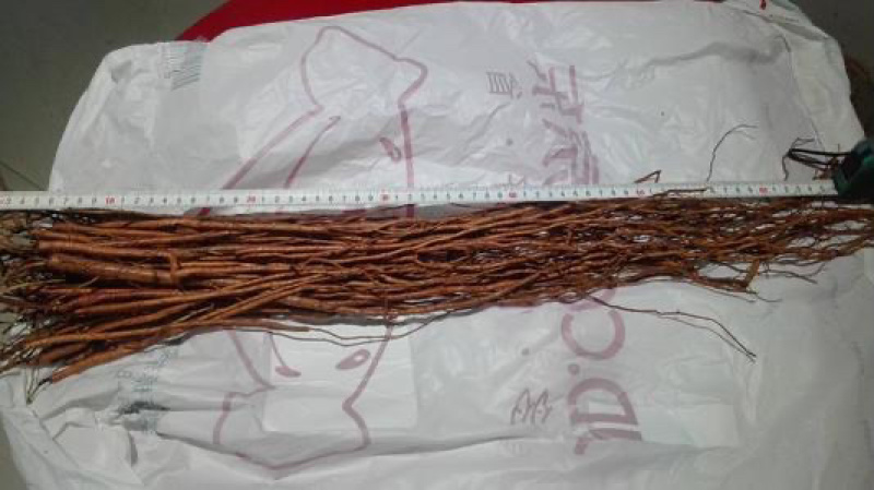 甘草苗红皮甘草苗基地直销量大可以签合同