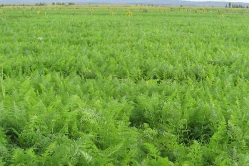 甘草苗红皮甘草苗基地直销量大可以签合同