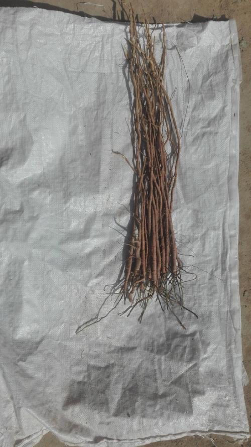 甘草苗红皮甘草苗基地直销量大可以签合同
