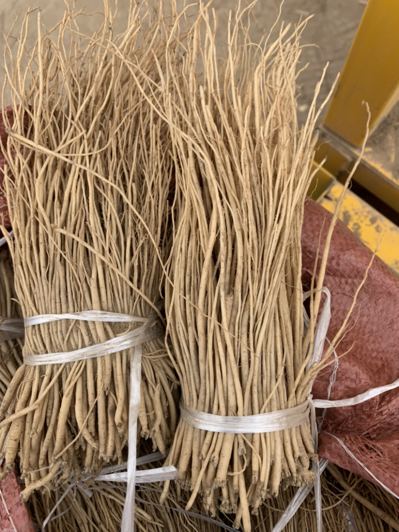 甘草苗红皮甘草苗基地直销量大可以签合同