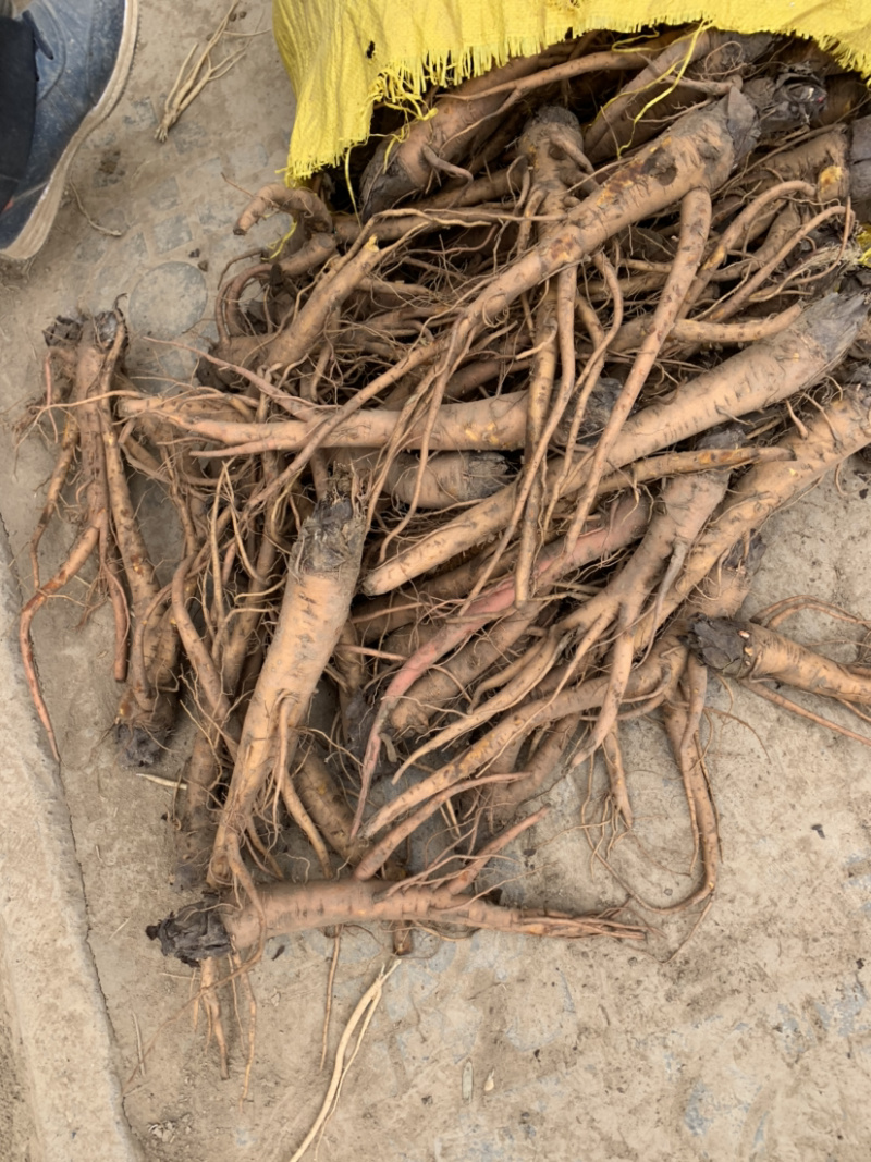 甘草苗红皮甘草苗基地直销量大可以签合同