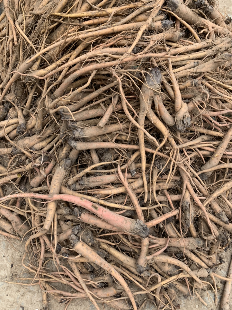 甘草苗红皮甘草苗基地直销量大可以签合同
