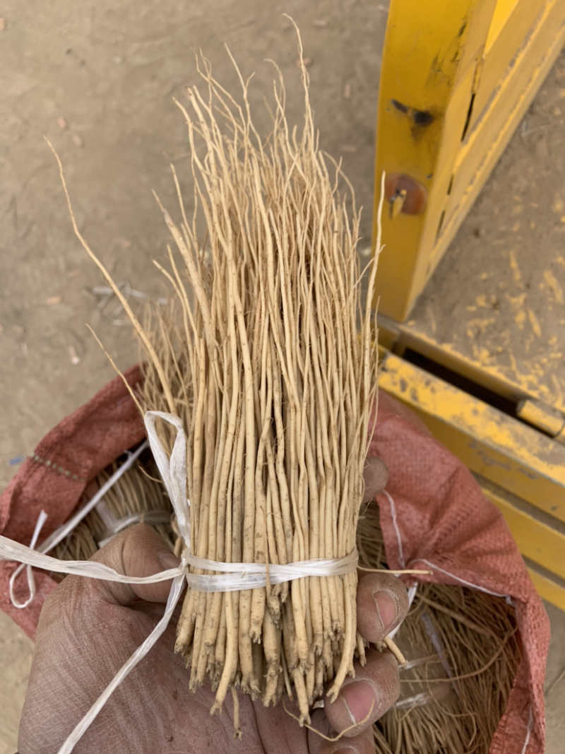 甘草苗红皮甘草苗基地直销量大可以签合同