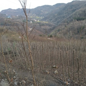 栾树