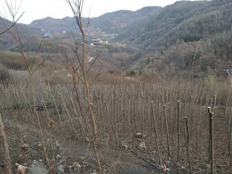 栾树