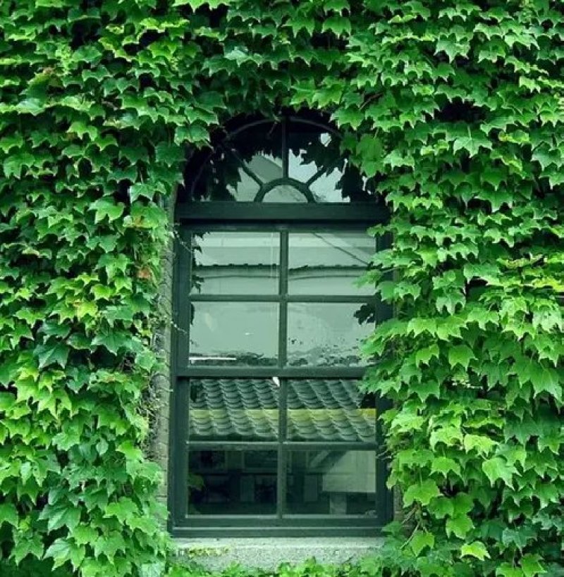 爬山虎籽种长青爬藤植物四季常青三叶五叶爬山虎种子
