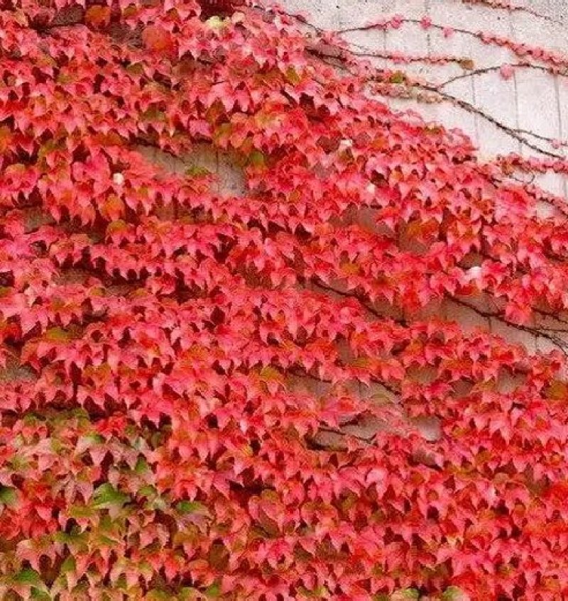 爬山虎籽种长青爬藤植物四季常青三叶五叶爬山虎种子