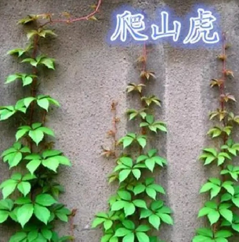 爬山虎籽种长青爬藤植物四季常青三叶五叶爬山虎种子