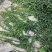 爬山虎籽种长青爬藤植物四季常青三叶五叶爬山虎种子