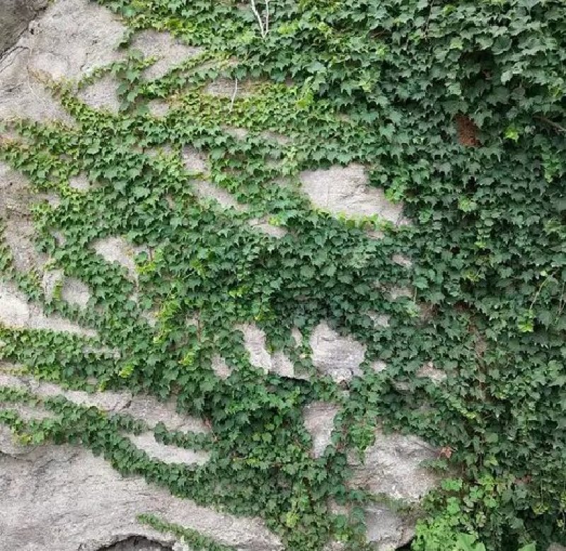 爬山虎籽种长青爬藤植物四季常青三叶五叶爬山虎种子