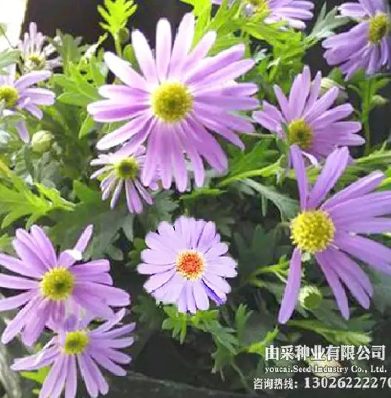 五色菊种子原产澳大利亚性喜温暖向阳多色混合易