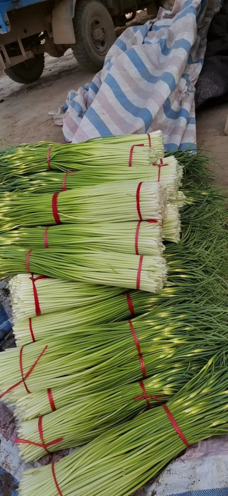 苏北万亩蒜苔陆续上市，价格合理质量保证欢迎广大客户前来选