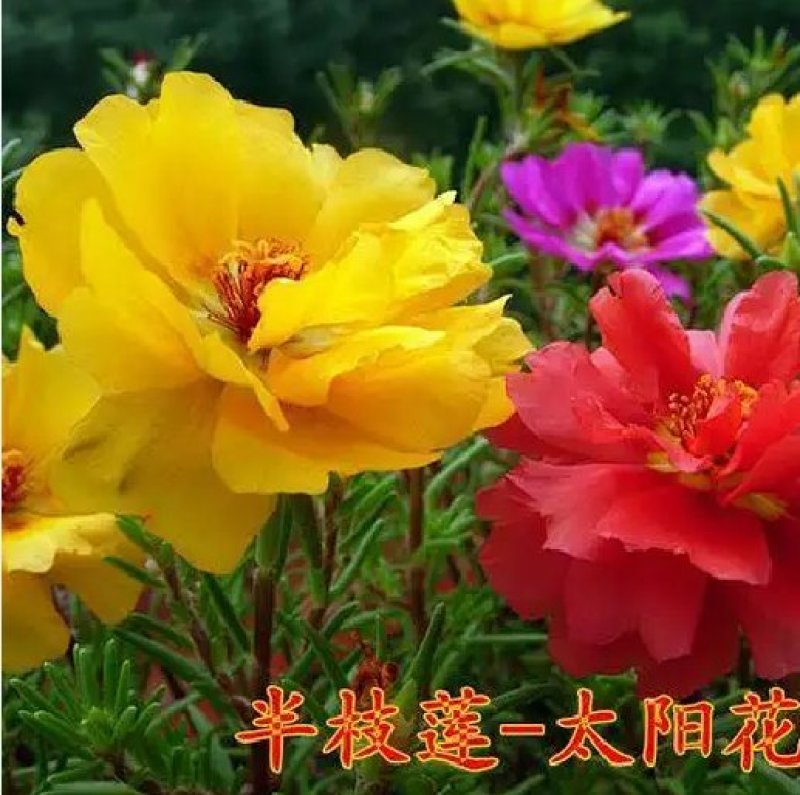 半枝莲种子半枝莲花卉种子春播混色