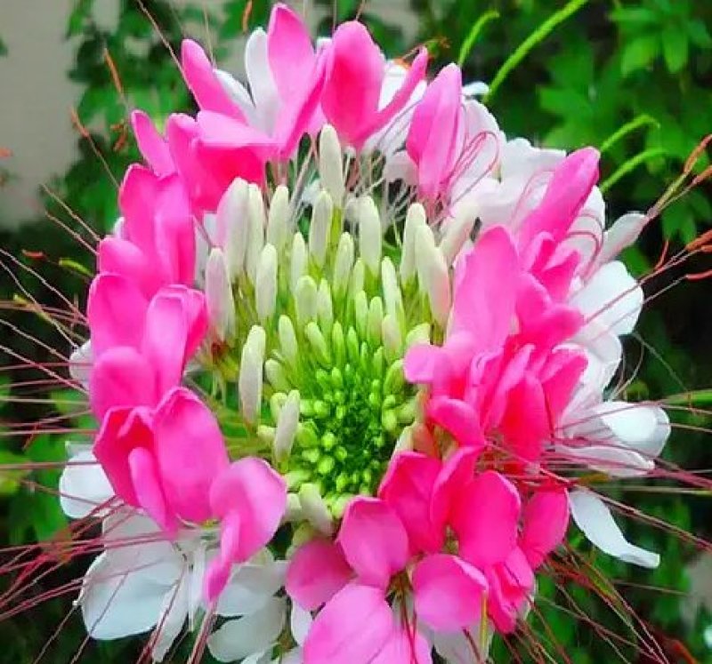 醉蝶花种子四季开花易种活庭院花卉种子