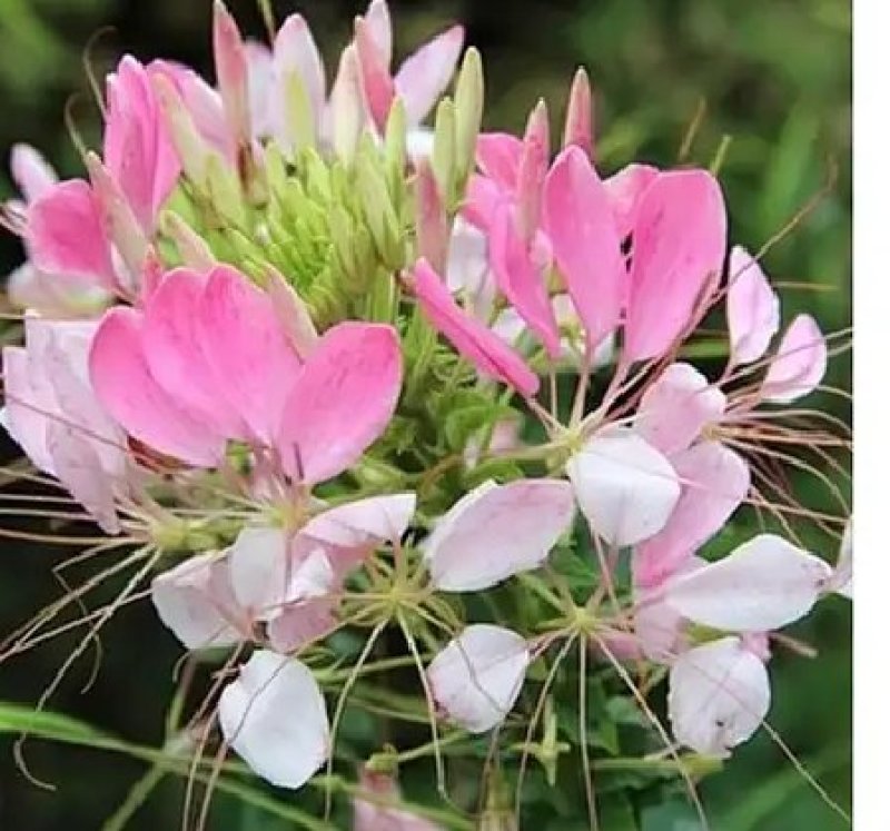 醉蝶花种子四季开花易种活庭院花卉种子