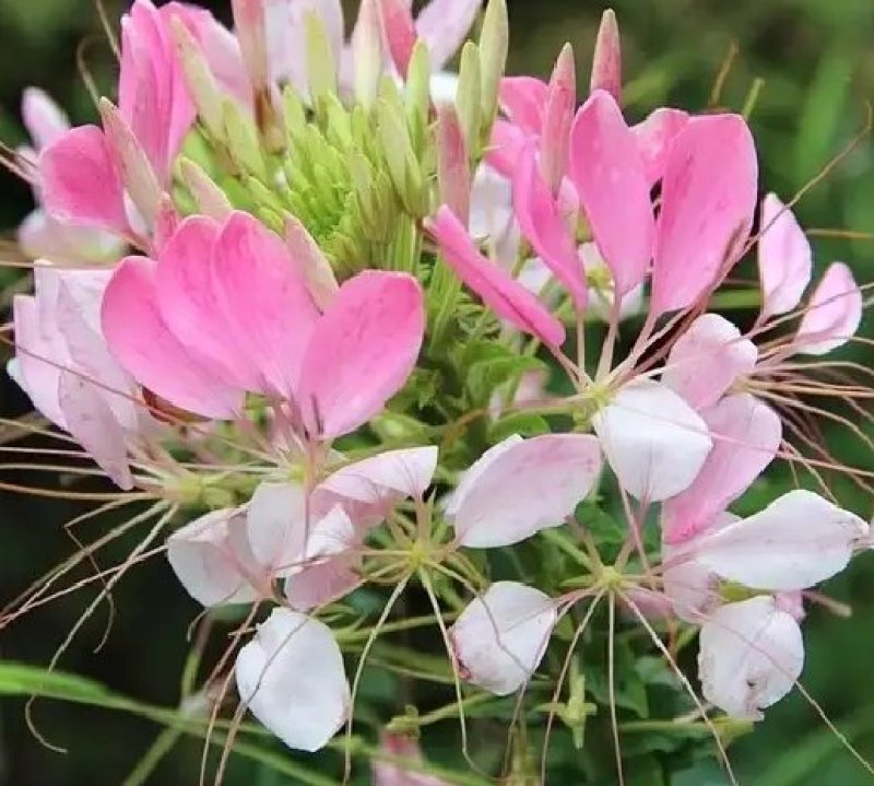 醉蝶花种子四季开花易种活庭院花卉种子